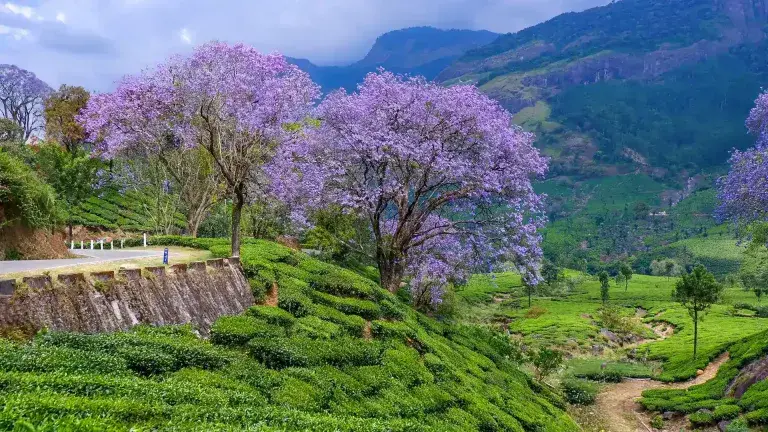 https://demo.evokeinternational.in/MUNNAR - COCHIN